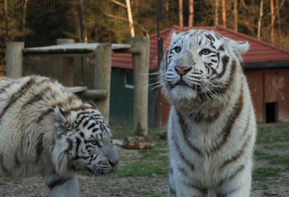 ZOO Dvorec - Park exotických zvířat